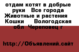 отдам котят в добрые руки - Все города Животные и растения » Кошки   . Вологодская обл.,Череповец г.